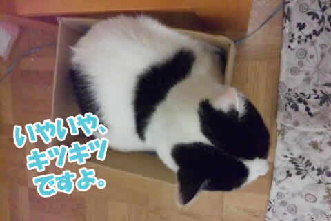 箱に入る猫（上から見た図）