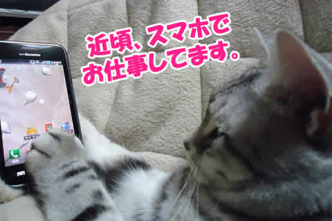 スマホを使う猫