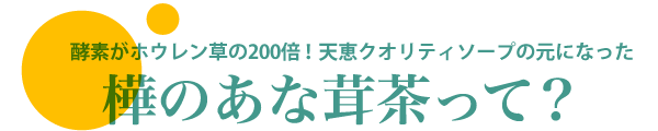 樺のあな茸茶って？