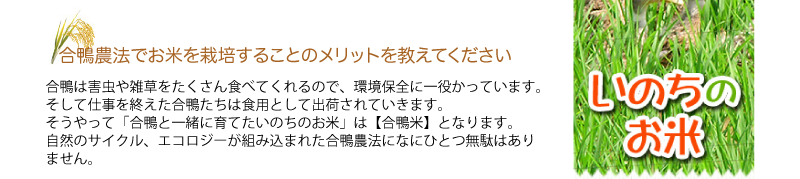 Q.合鴨農法でお米を栽培することのメリットを教えてください
A.合鴨は害虫や雑草をたくさん食べてくれるので、環境保全に一役かっています。
そして仕事を終えた合鴨たちは食用として出荷されていきます。
そうやって「合鴨と一緒に育てたいのちのお米」は【合鴨米】となります。
自然のサイクル、エコロジーが組み込まれた合鴨農法になにひとつ無駄はありません。