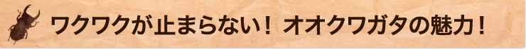 ワクワクが止まらない！オオクワガタの魅力！