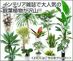 インテリア雑誌等で紹介された、人気の観葉植物
